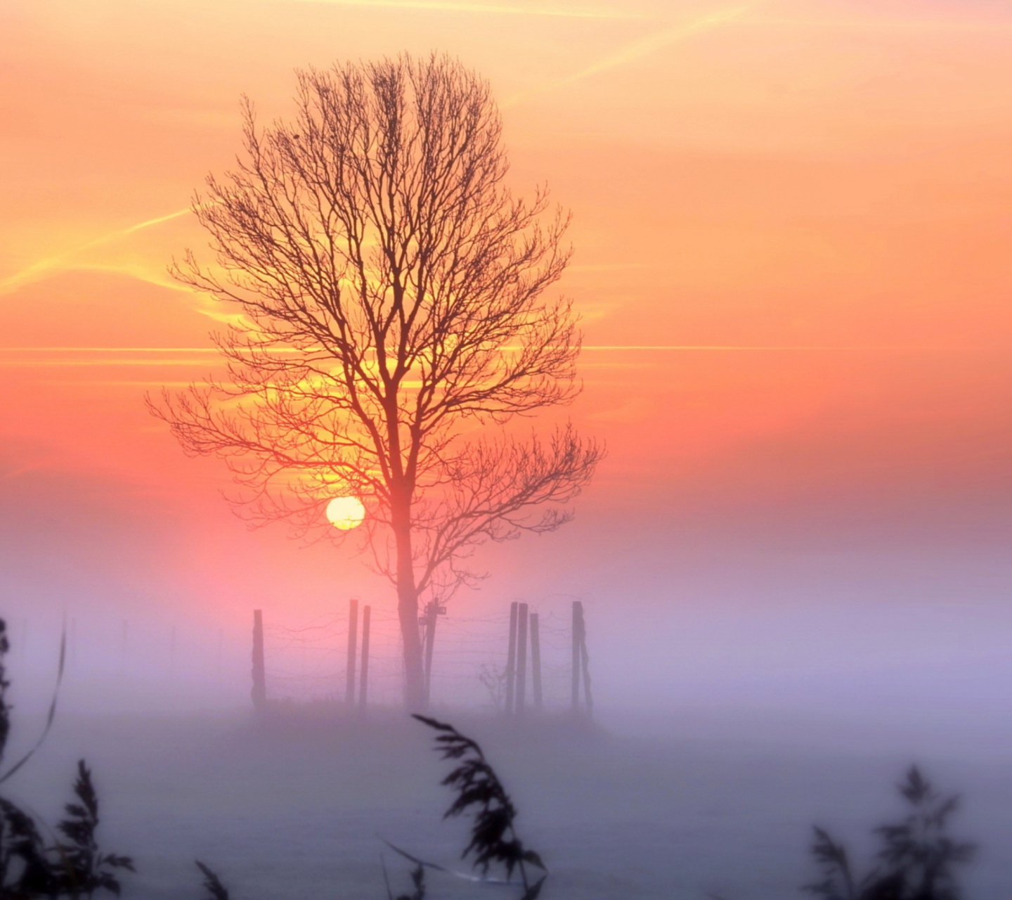 Das Sunset And Mist Wallpaper 1440x1280