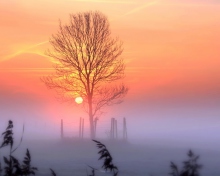 Sunset And Mist screenshot #1 220x176