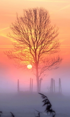 Das Sunset And Mist Wallpaper 240x400
