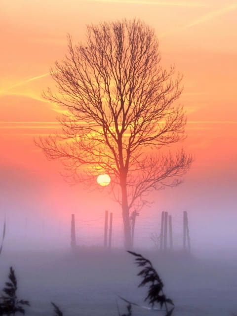 Screenshot №1 pro téma Sunset And Mist 480x640