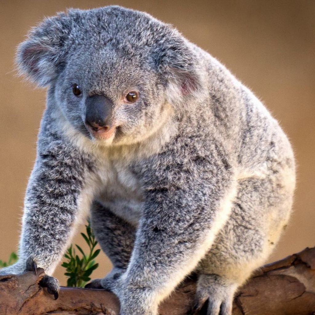 Sfondi Koala Bear 1024x1024