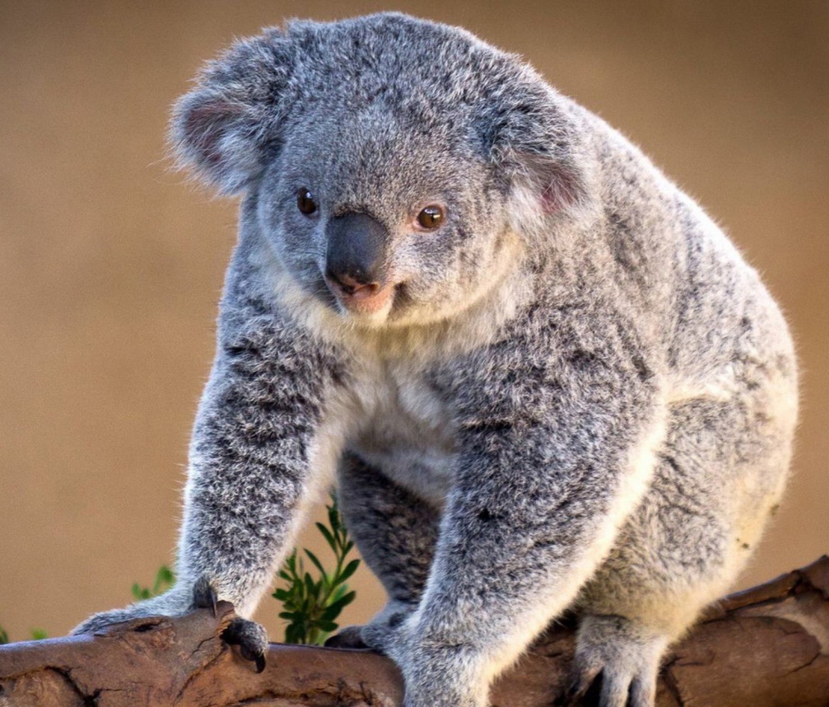 Fondo de pantalla Koala Bear 1200x1024