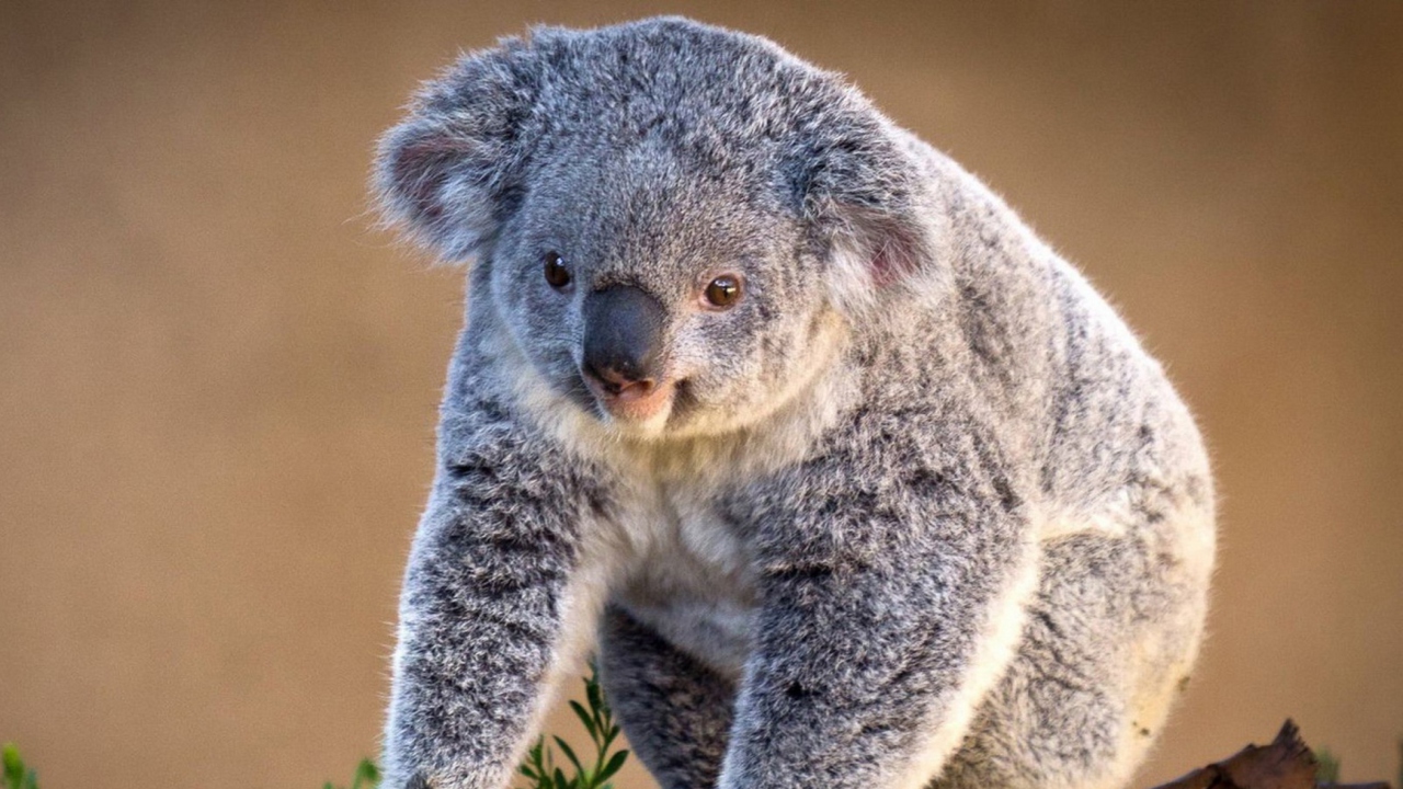 Das Koala Bear Wallpaper 1280x720