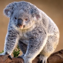 Sfondi Koala Bear 128x128