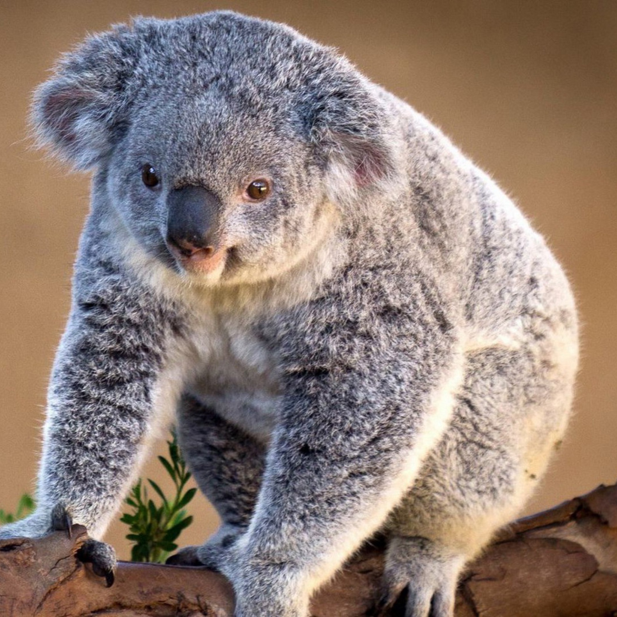 Fondo de pantalla Koala Bear 2048x2048