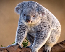 Sfondi Koala Bear 220x176