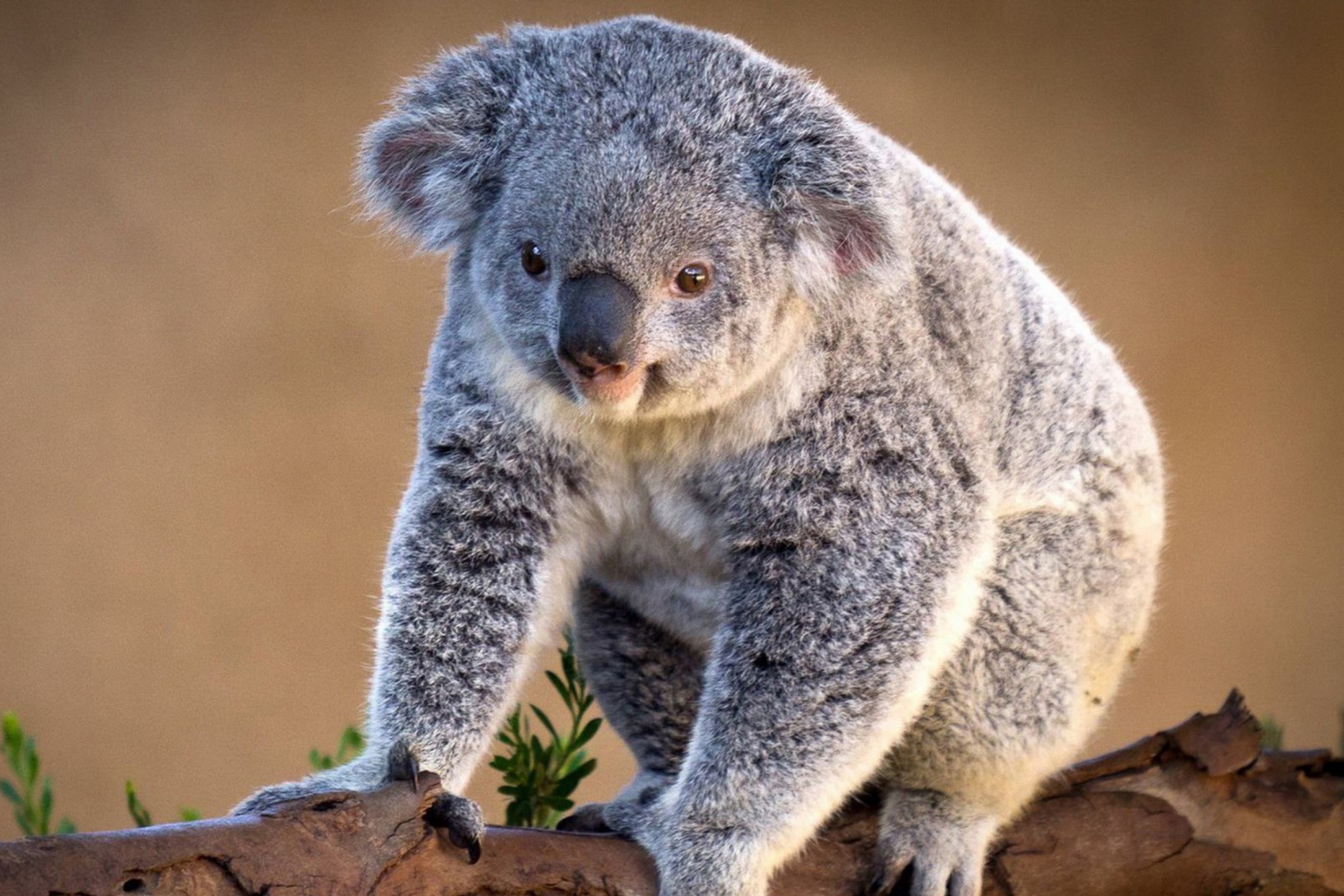 Koala Bear screenshot #1 2880x1920