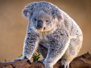 Koala Bear screenshot #1 320x240