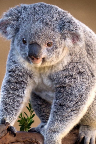 Sfondi Koala Bear 320x480