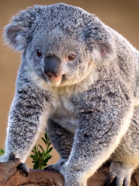 Sfondi Koala Bear 480x640