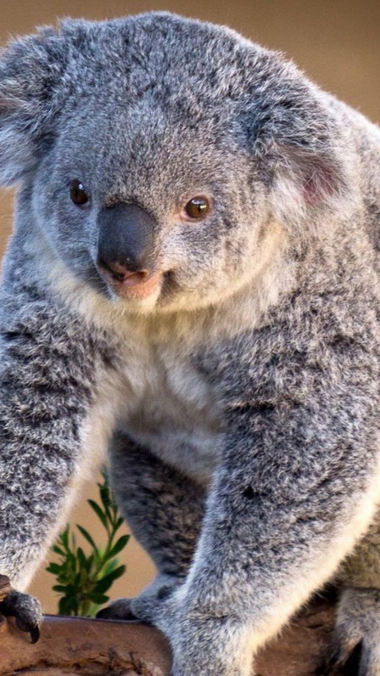 Koala Bear screenshot #1 750x1334