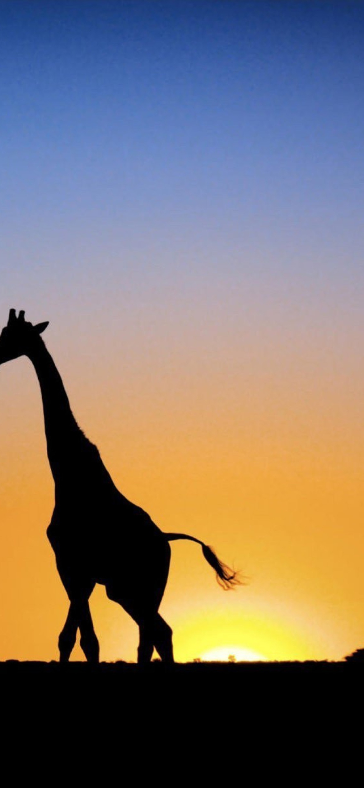 Обои Safari At Sunset - Giraffe's Silhouette 1170x2532