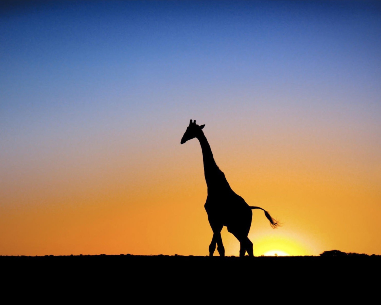 Fondo de pantalla Safari At Sunset - Giraffe's Silhouette 1600x1280