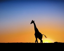 Sfondi Safari At Sunset - Giraffe's Silhouette 220x176