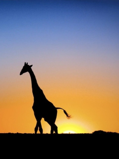 Sfondi Safari At Sunset - Giraffe's Silhouette 240x320