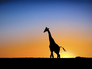 Das Safari At Sunset - Giraffe's Silhouette Wallpaper 320x240