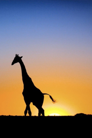 Screenshot №1 pro téma Safari At Sunset - Giraffe's Silhouette 320x480