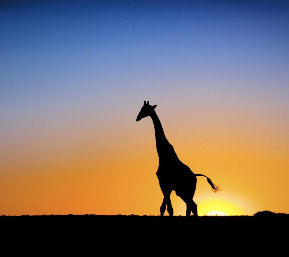 Screenshot №1 pro téma Safari At Sunset - Giraffe's Silhouette 960x854