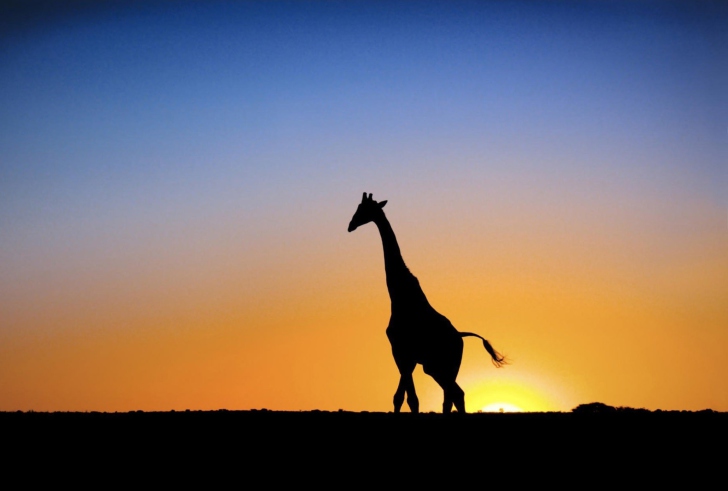 Sfondi Safari At Sunset - Giraffe's Silhouette