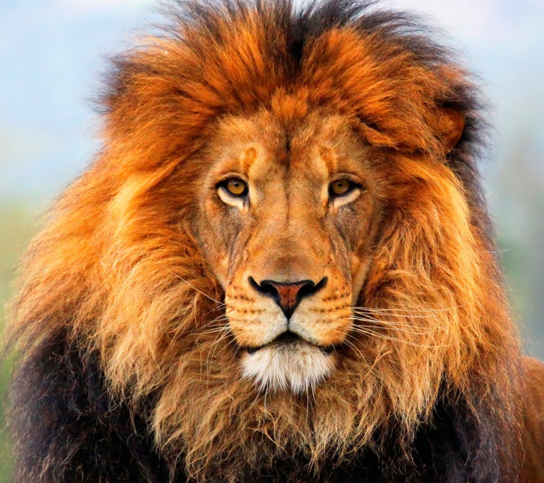 Lion King wallpaper 1080x960