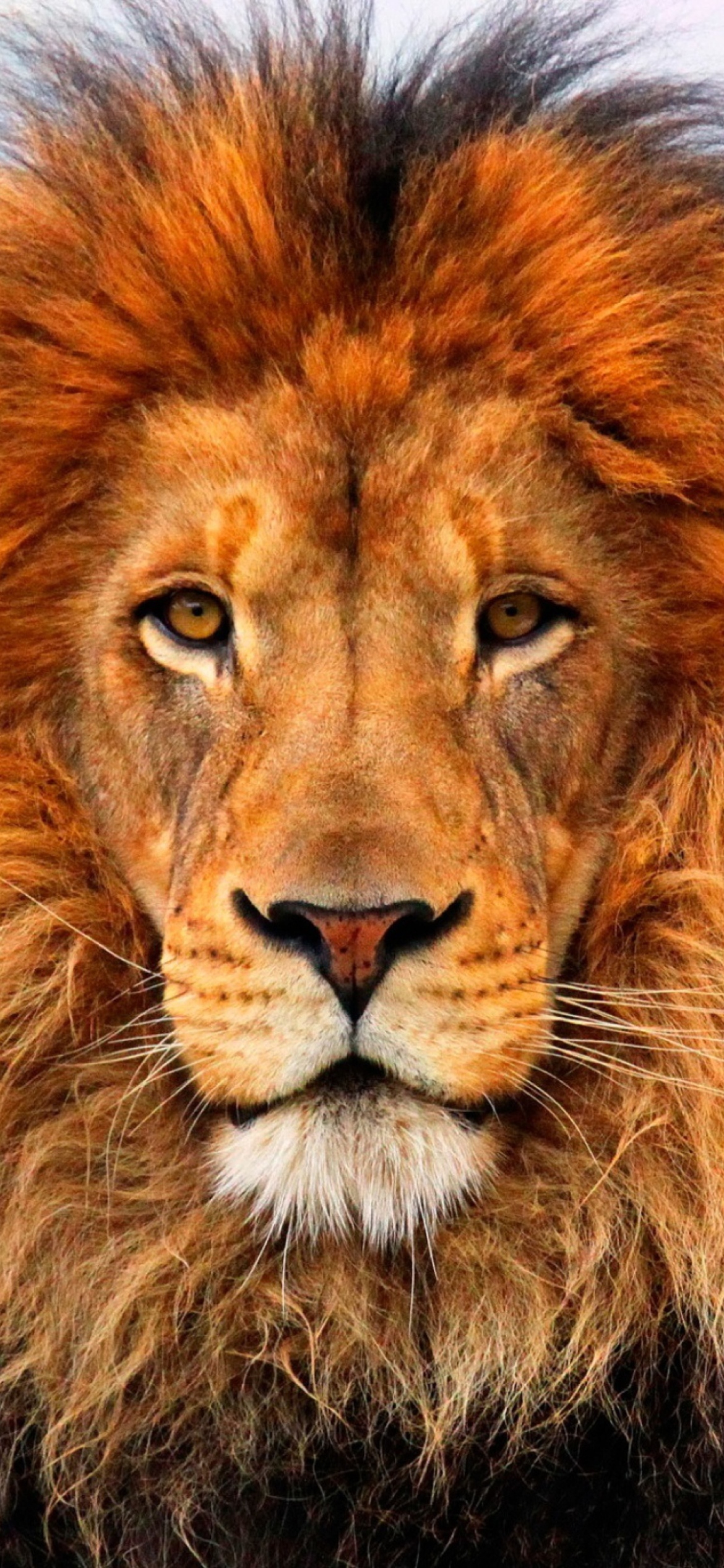 Sfondi Lion King 1170x2532