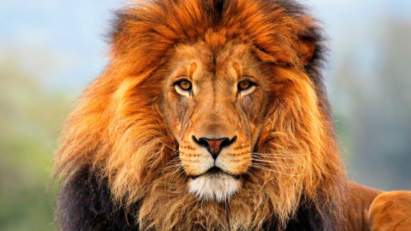 Sfondi Lion King 1366x768