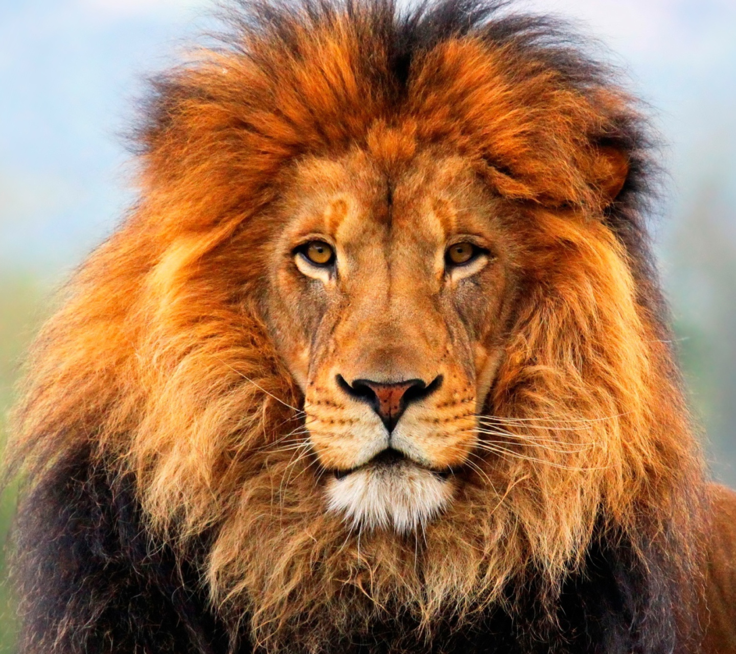 Fondo de pantalla Lion King 1440x1280