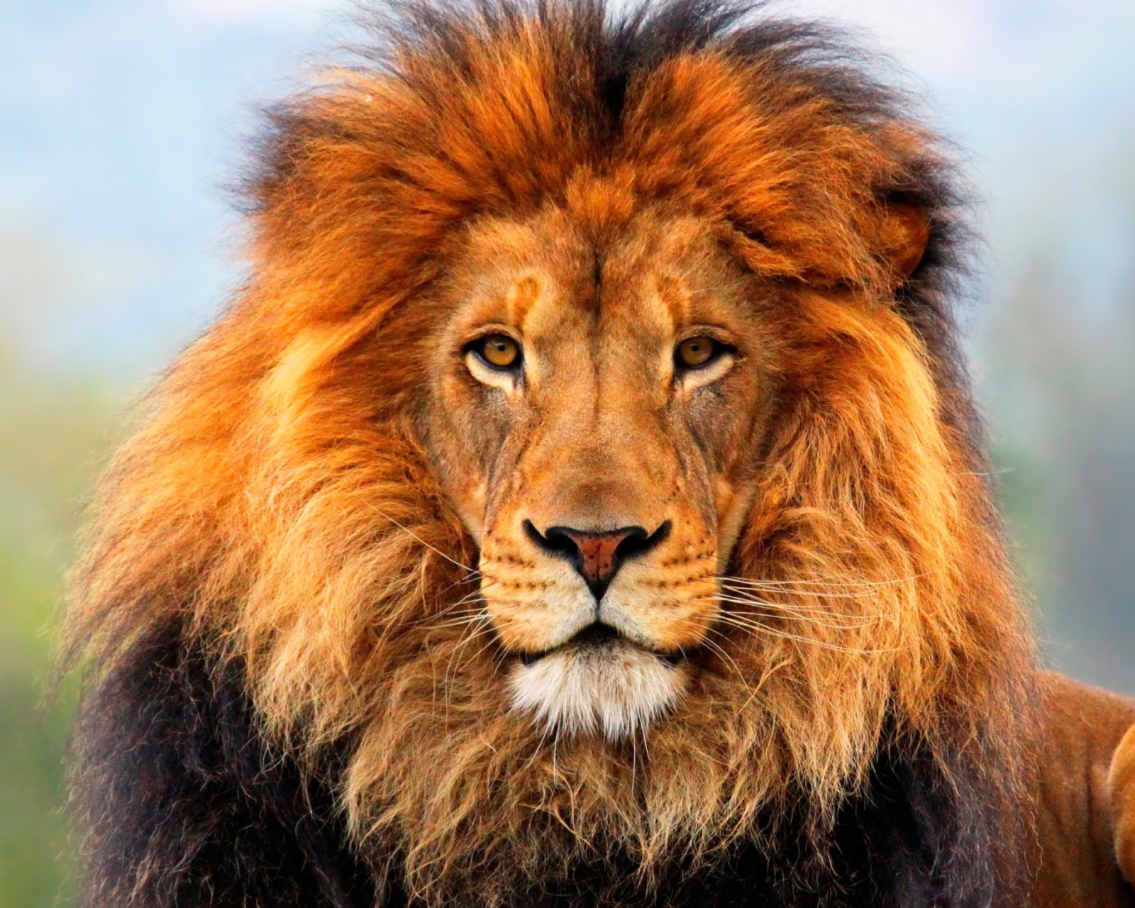 Fondo de pantalla Lion King 1600x1280