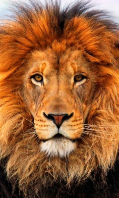 Fondo de pantalla Lion King 240x400