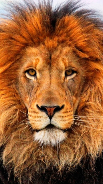 Fondo de pantalla Lion King 360x640