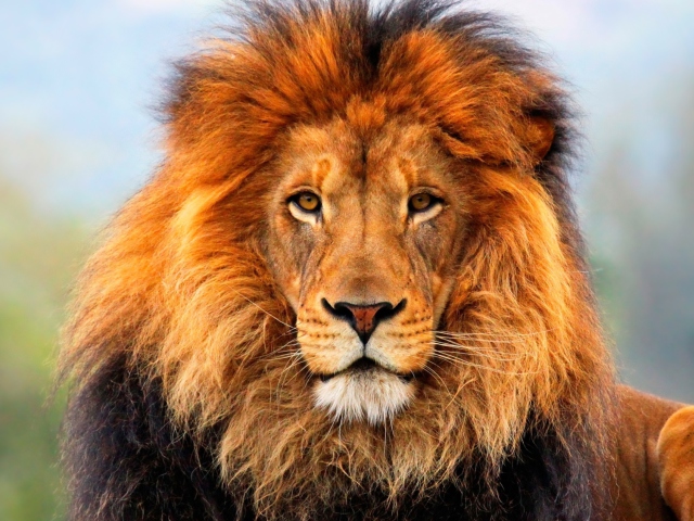 Fondo de pantalla Lion King 640x480