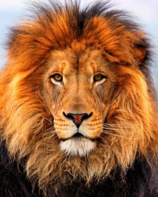 Lion King papel de parede para celular para iPhone 4S