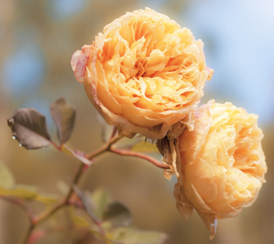 Das Peach Roses Wallpaper 1080x960