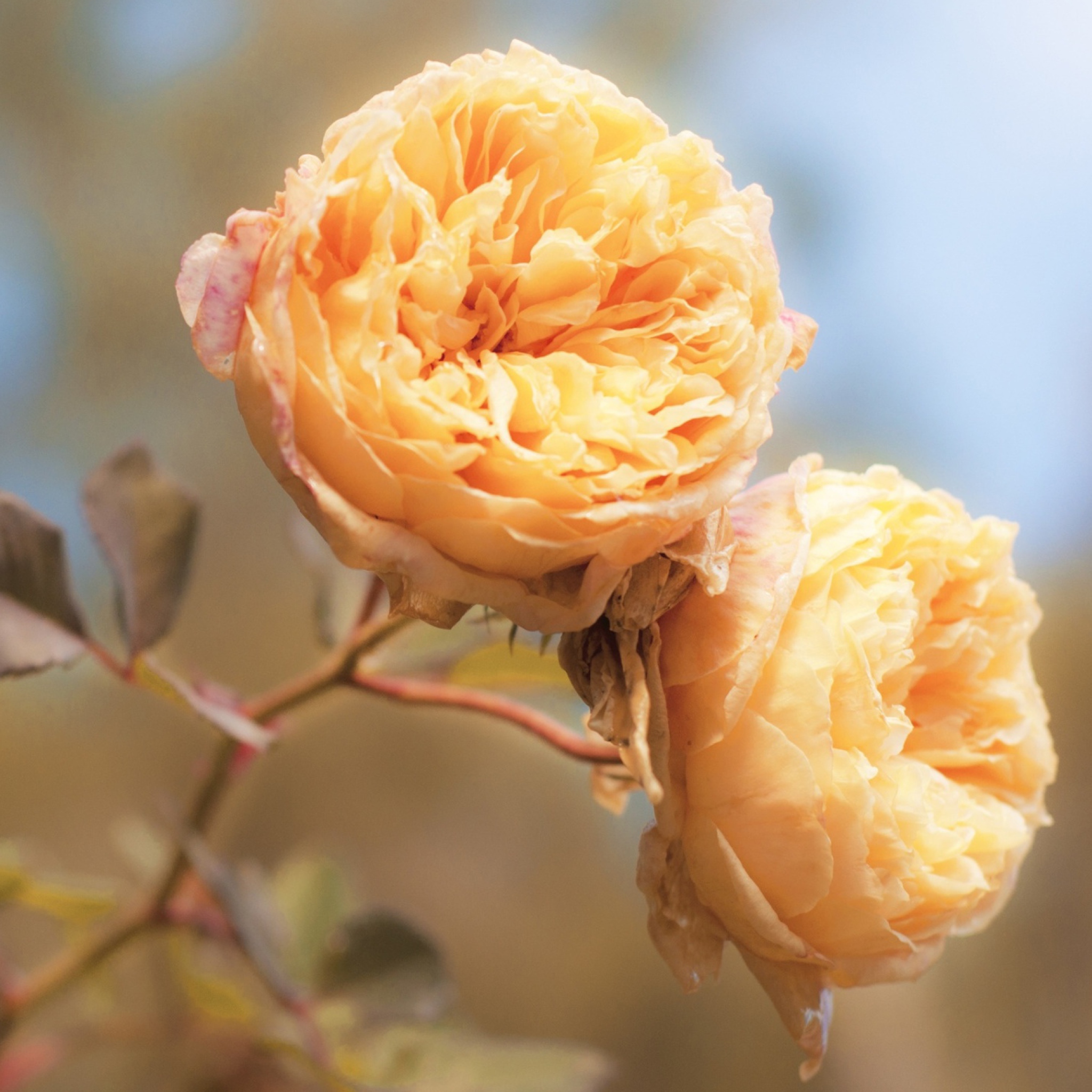 Sfondi Peach Roses 2048x2048