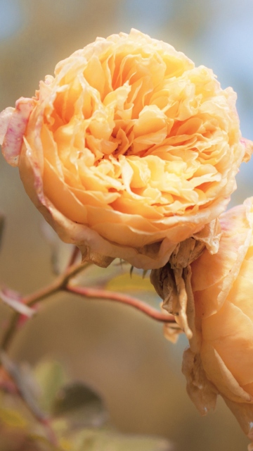 Fondo de pantalla Peach Roses 360x640