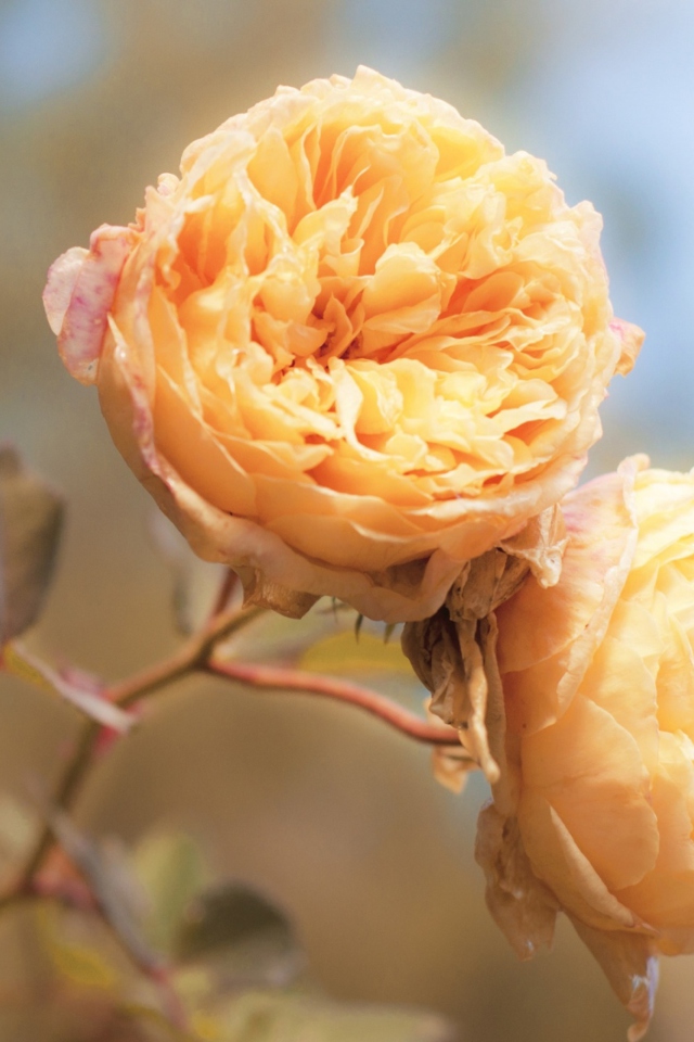 Das Peach Roses Wallpaper 640x960