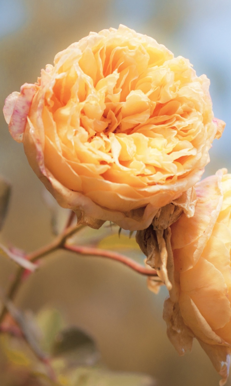 Fondo de pantalla Peach Roses 768x1280
