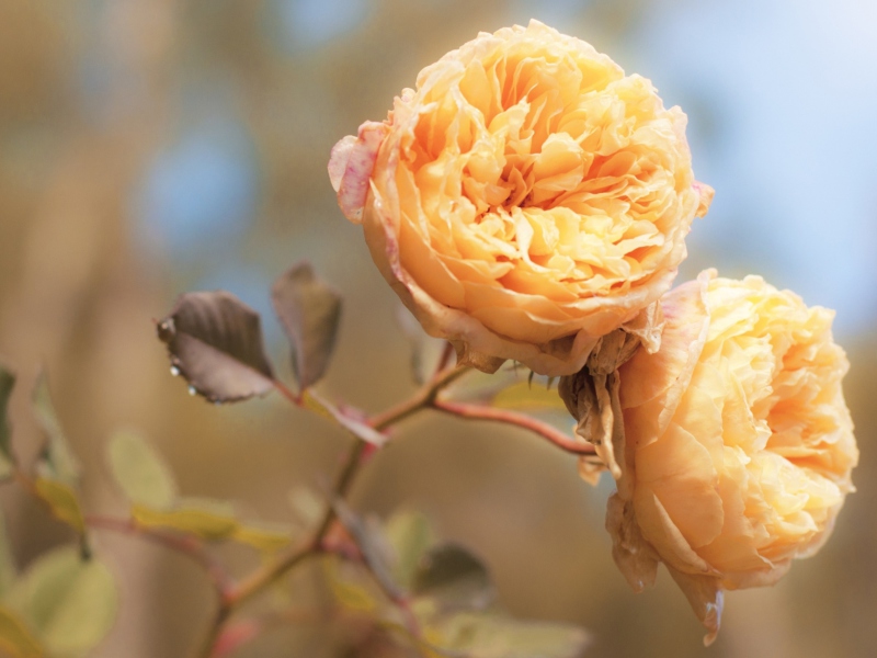 Peach Roses wallpaper 800x600