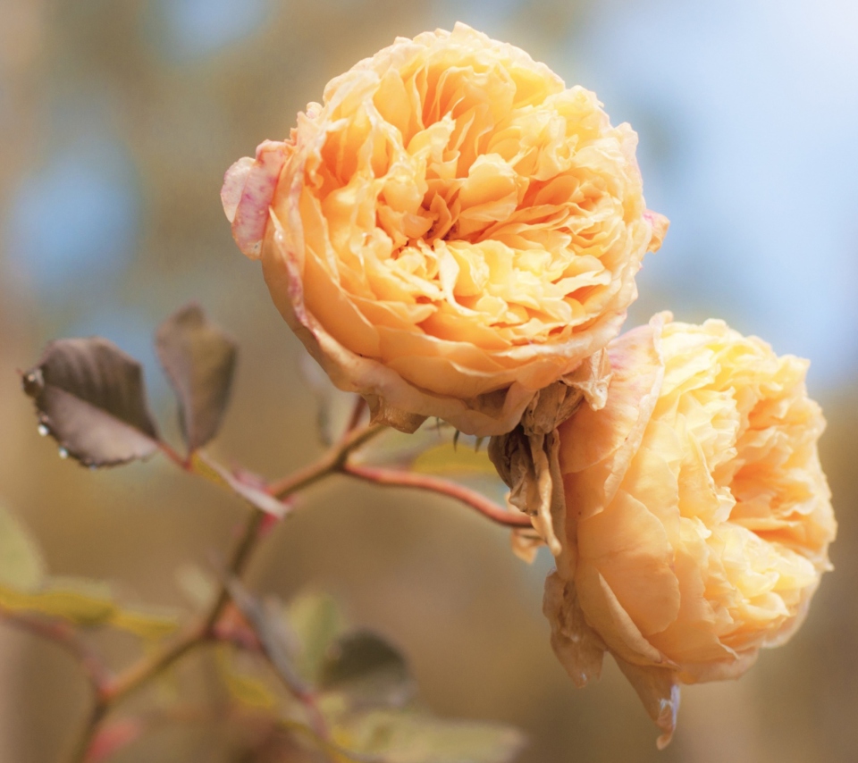 Обои Peach Roses 960x854