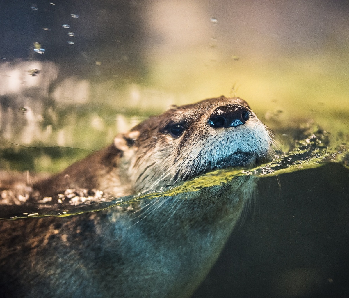 Otter screenshot #1 1200x1024