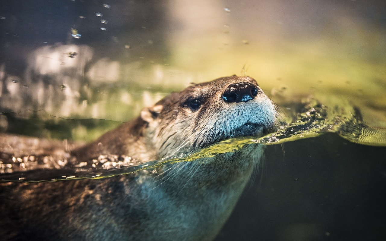 Otter wallpaper 1280x800