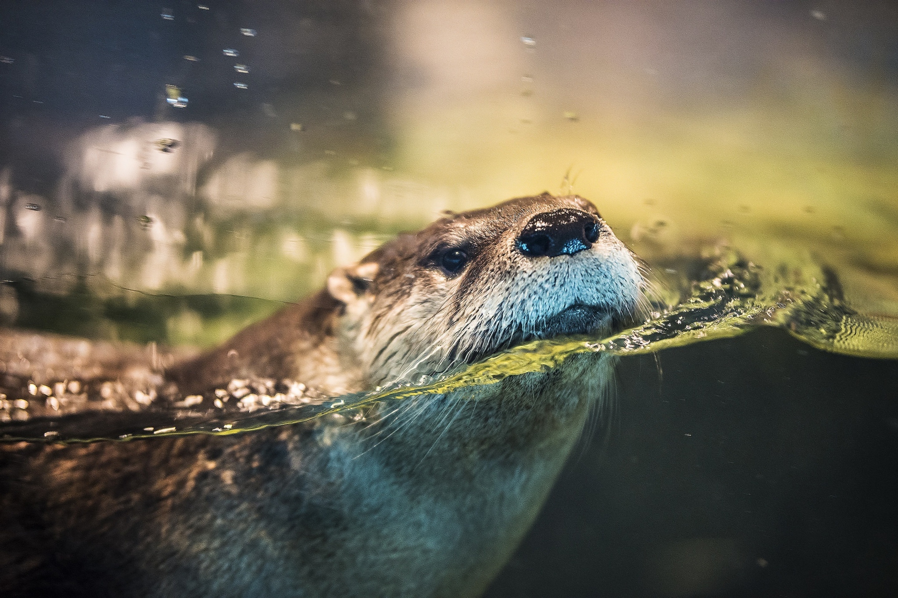 Otter wallpaper 2880x1920