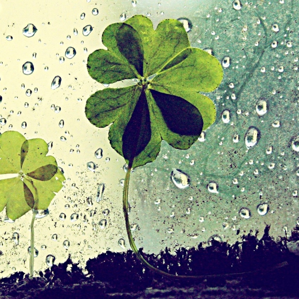 Sfondi Clover Leaves And Dew Drops 1024x1024