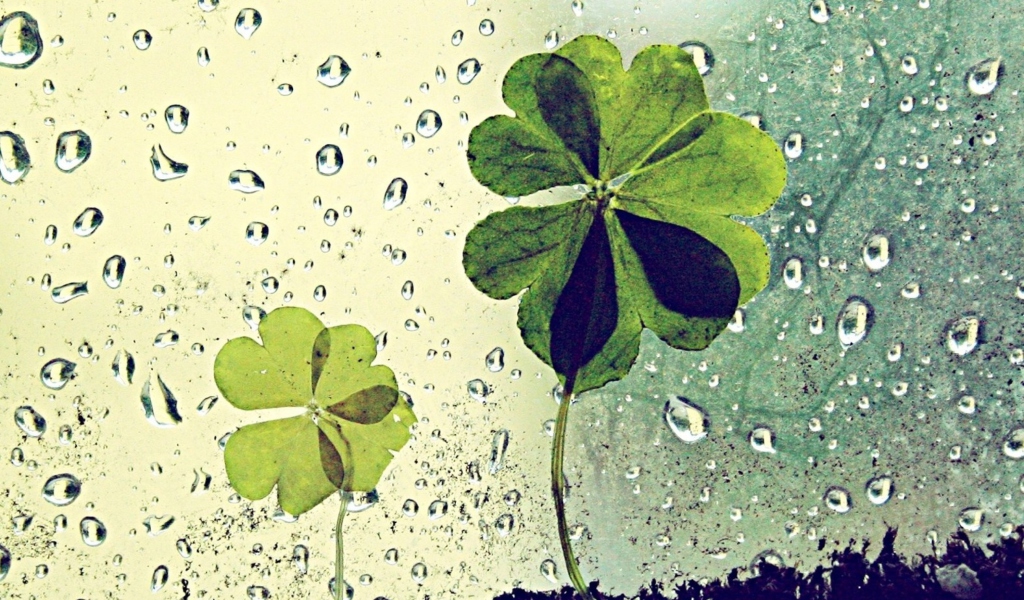 Обои Clover Leaves And Dew Drops 1024x600