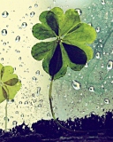 Обои Clover Leaves And Dew Drops 128x160
