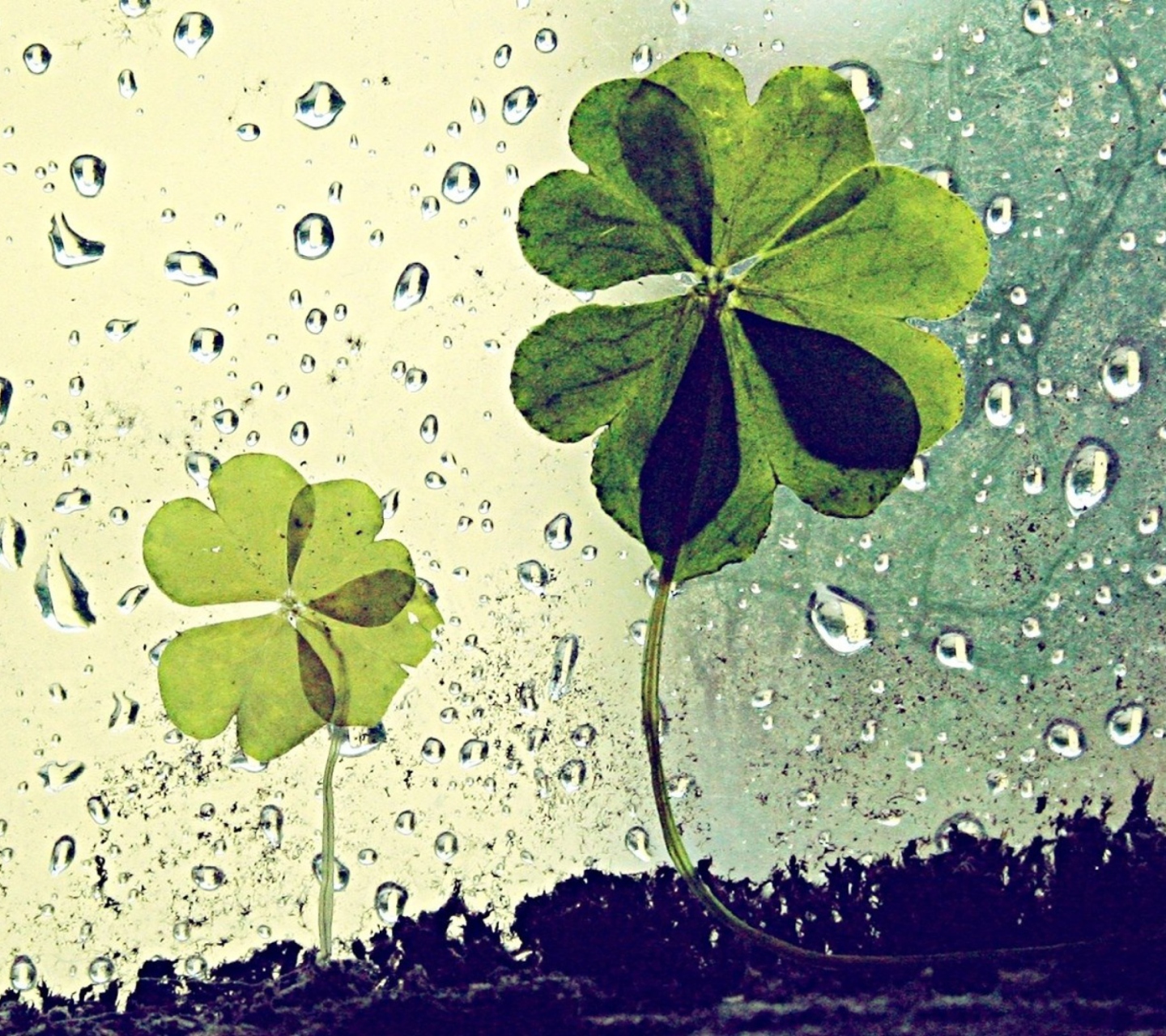 Обои Clover Leaves And Dew Drops 1440x1280