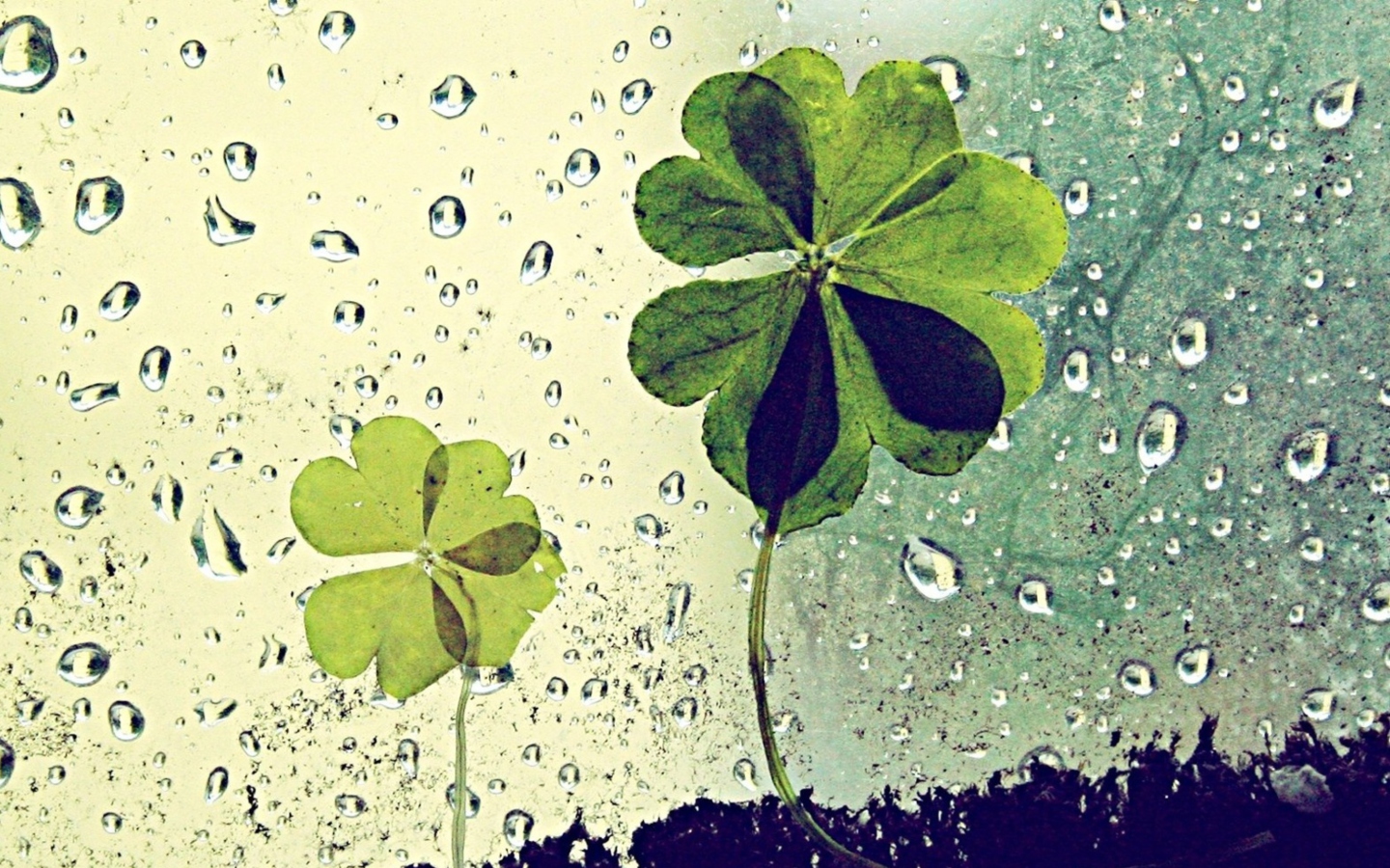 Обои Clover Leaves And Dew Drops 1440x900
