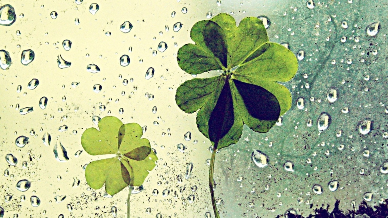 Обои Clover Leaves And Dew Drops 1600x900