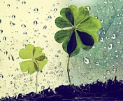 Sfondi Clover Leaves And Dew Drops 176x144