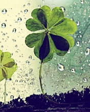 Das Clover Leaves And Dew Drops Wallpaper 176x220